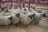 First prize pen of Blackface Lambs